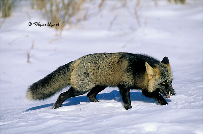 Cross Fox by Dr. Wayne Lynch &copy;